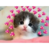 Gatos tiernos #1 23