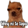 Memes de Perros 2🐶😂 12