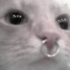 ㅡ  animalitos ♡ 6