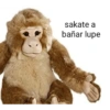 sakate a bañar lupe