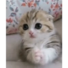 Gatos tiernos #1 19