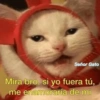 Señor Gato Mira bro, si yo fuera tú, me enamoraría de mi