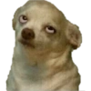 Memes Gatos &amp; Perros 5 🤪