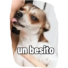 Juanito Chihuahua 7