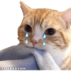 Animales Friolentos 🥶❄ 5