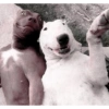 ㅡ  animalitos ♡ 20