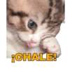 Gatitos Ocurrencias. 26