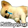 Memes de Perros 2🐶😂 9