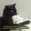 Gatos tiernos #1 29