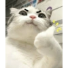 Kucing kucing 18