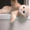 Kucing kucing 10