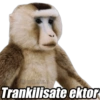 Memes Chisyosos 4 🥴🤡 9