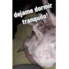 Juanito Chihuahua 8