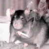 ㅡ  animalitos ♡ 9