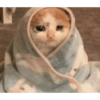 Плачущие кошки 6