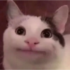 Memes de gatos heysol! 5
