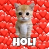 Gatitos Ocurrencias. 24
