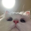 Kucing kucing 19