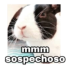 0:01
mmm
sospechoso