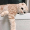 Kucing kucing 8