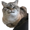 Gatitos Enojados 8