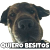 PERRITO CUTE 15