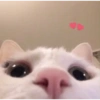 Gatos tiernos #1 28