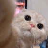 Kucing kucing 12