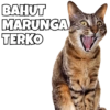Cats Meme 8