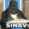 Monkey 6