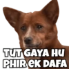 Funny Dogs 8