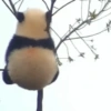 Pandas or yanans? 8