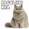 Cats Meme 5
