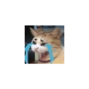 Kucing kucing 21