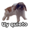 Uy quieto