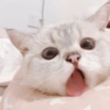 Kucing kucing 26
