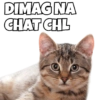 Cats Meme 6