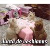 GATOS CURA DEPRESIÓN🙀😎🤠 5