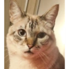 O gato chateado 26