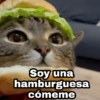 🌈 Gatitos para responder 5 🐈 17