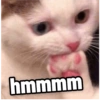 Cats.exe 8