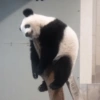 Pandas or yanans? 6
