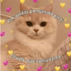 Por andar pensando en ti 16/gatitos para a depresion Olvide que tenia tarea