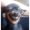 🐶 Reacciones Perrunas 😂 17