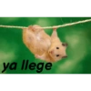 Memes del pro 7