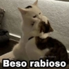 🌈 Gatitos para responder 5 🐈 20