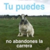 Animales Facheritos 8