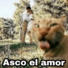 🌈 Gatitos para responder 5 🐈 16