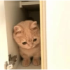 Gatos cura depresión 15