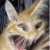 Animalitos memeando ✨ 13